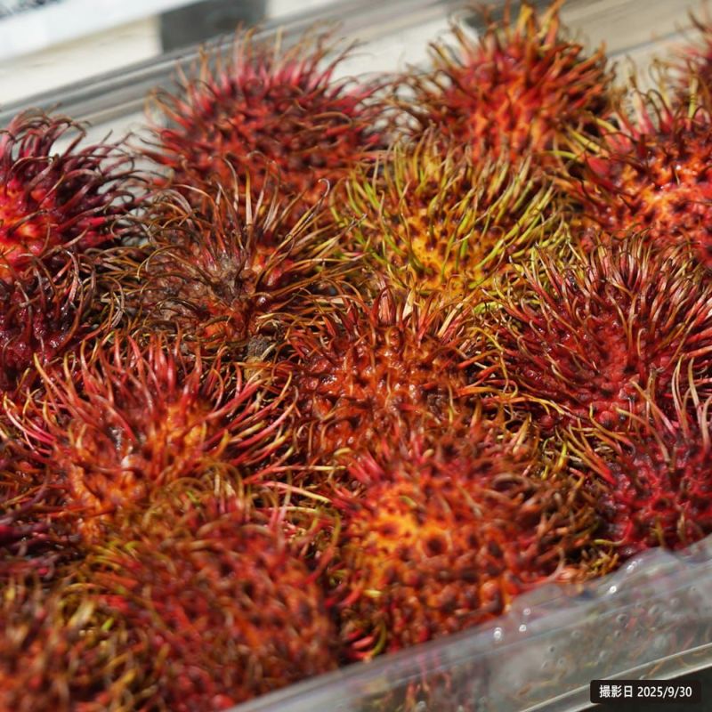 メキシコ産ランブータンの実生苗 3年目 3株セット メキシコ産ラン