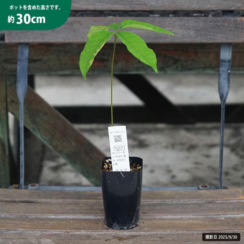 メキシコ産ランブータンの実生苗　3年目　3株セット メキシコ産ランブータンの実生苗 3年目 3株セット