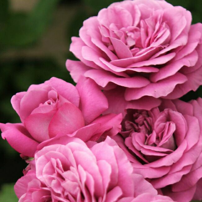 薔薇苗　四季咲き　プラムパーフェクト❤️ ⑧ hanahirobaonline_rose-ft-