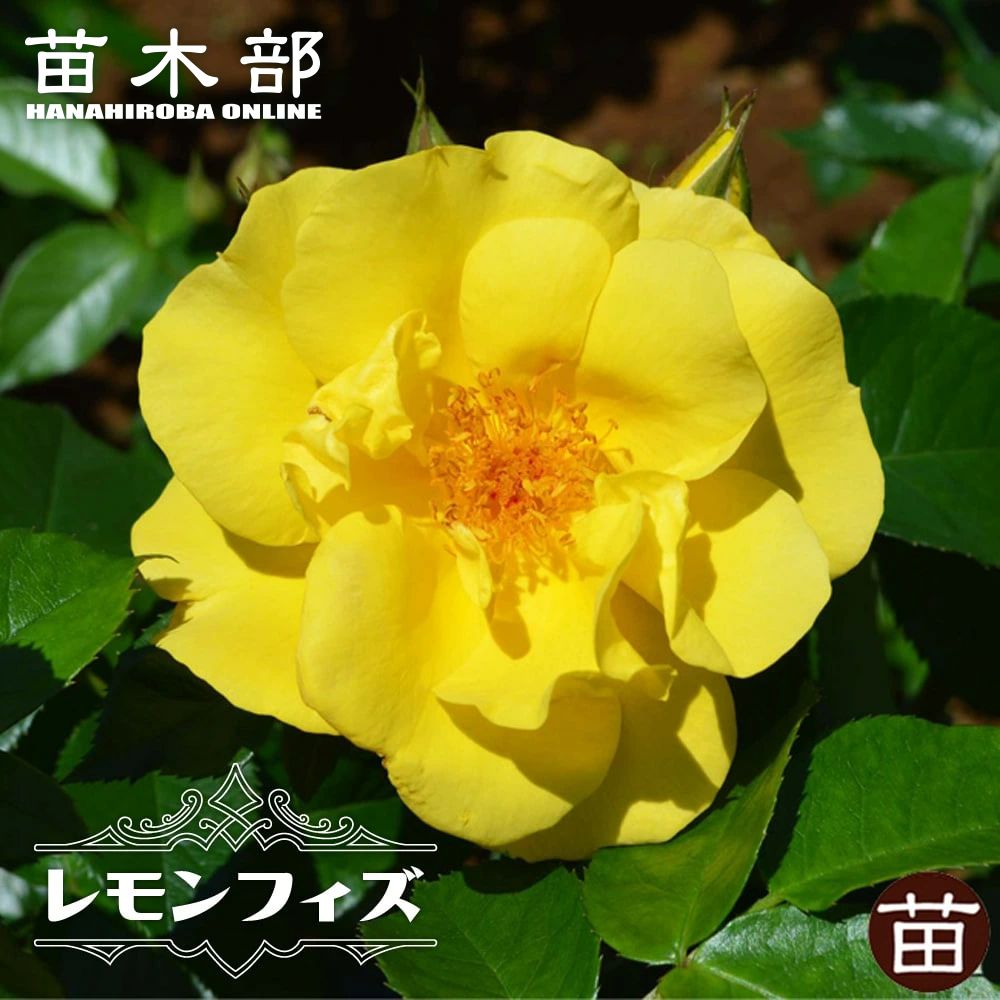 バラ レヨンドゥソレイユ Fl フロリバンダ 苗 販売 苗木部 By 花ひろばオンライン