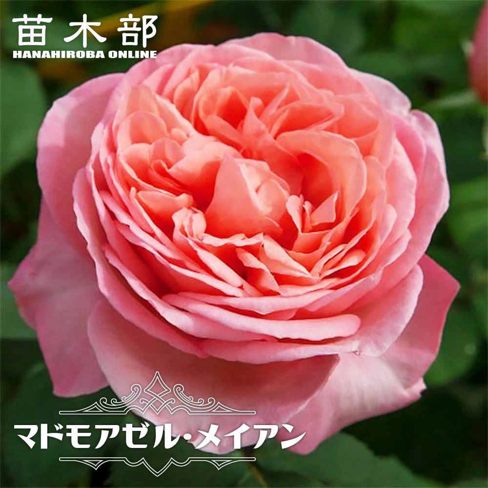 バラ苗 マドモアゼル メイアン Ht 京成バラ 木立バラ 四季咲き 苗木部 本店 By 花ひろばオンライン