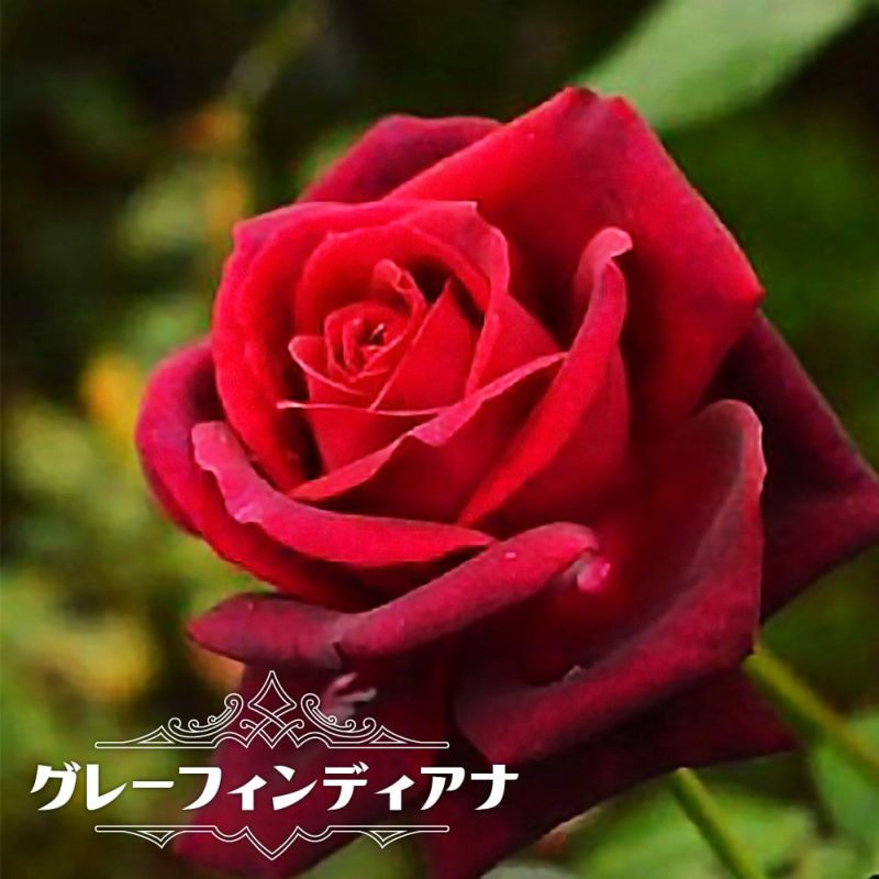 000000040395-01-l.jpg?t= 000000040395-01-l.jpg?t=