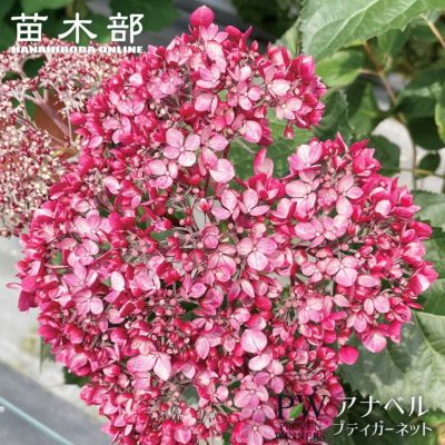 モナリザ ガーデンアジサイ 苗 販売 苗木部 By 花ひろばオンライン