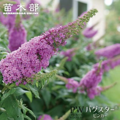 芍薬 信濃の月の通販 苗木部 By 花ひろばオンライン