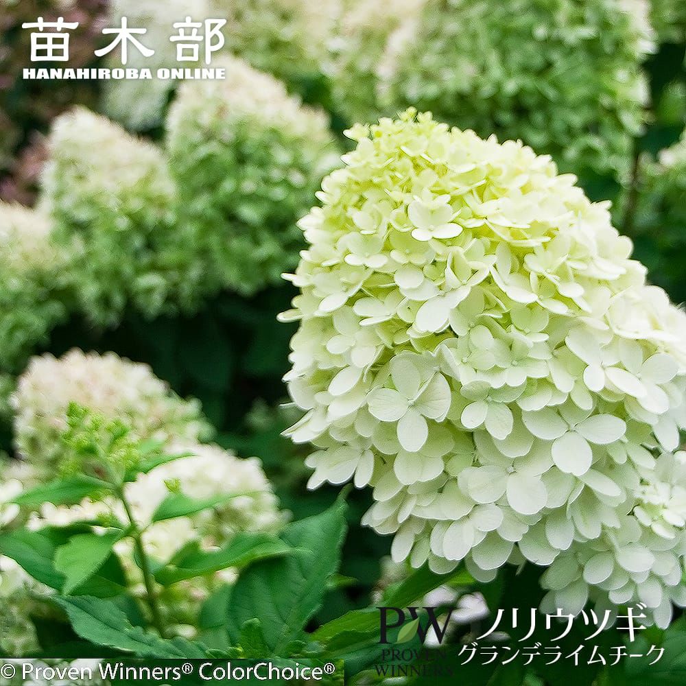 アジサイ アナベル 苗 おすすめ 苗木部 By 花ひろばオンライン