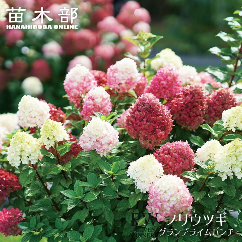 ノリウツギ 苗木 クリーム色の花の落葉樹 ノリウツギ 苗木 クリーム色