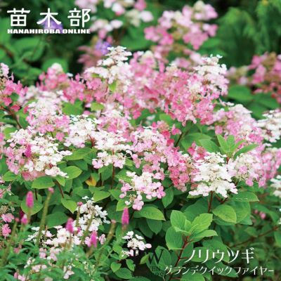 ヒトリシズカの通販 おすすめ 苗木部 By 花ひろばオンライン