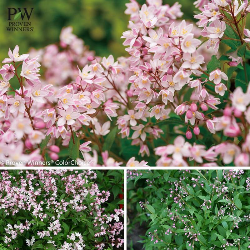 ヒメウツギ ユキチェリーブロッサム 苗 販売 苗木部 By 花ひろばオンライン