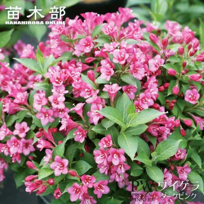 牡丹 鎌田藤 苗 販売 苗木部 By 花ひろばオンライン