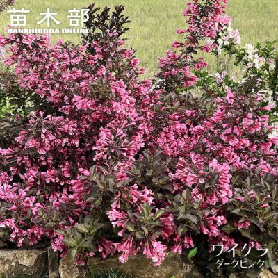 アオバナハイノキ アオバナハイノキ 苗 通販 苗木部 By 花ひろばオンライン