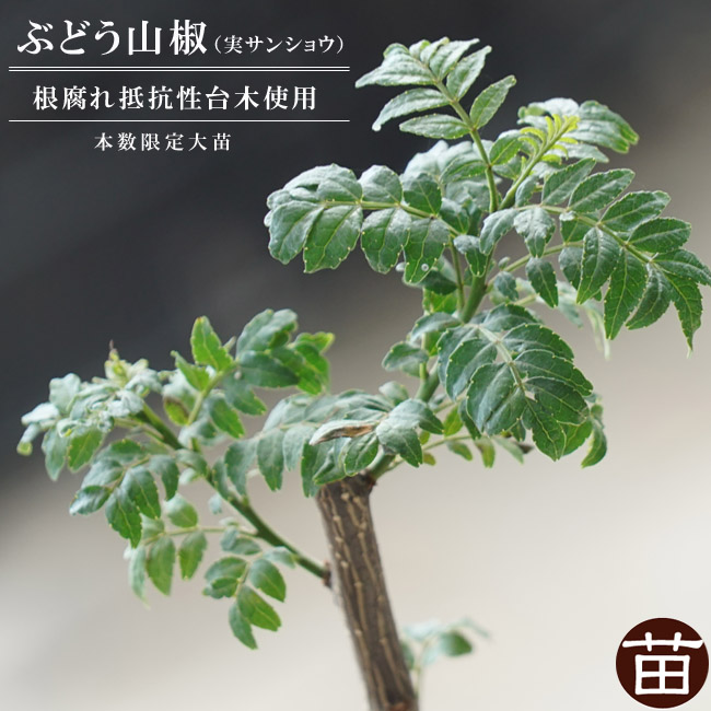 サンショウ ぶどう山椒 青芽系 苗 育て方 苗木部 By 花ひろばオンライン