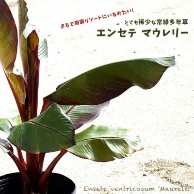 常緑多年草 エンセテ マウレリー 大苗 庭木 観葉植物 カラーリーフ 【インテリアプランツ】レッドアビシニアンバナナ | 苗木部 本店 By  花ひろばオンライン