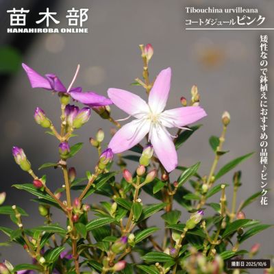 花水木 白花ハナミズキ 苗 販売 苗木部 By 花ひろばオンライン