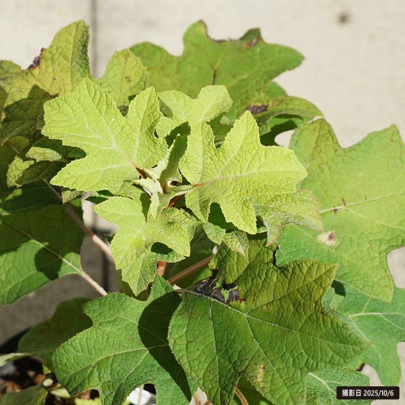 アジサイ リトルハニー 苗 通販 苗木部 By 花ひろばオンライン