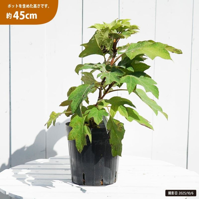 アジサイ リトルハニー 苗 通販 苗木部 By 花ひろばオンライン