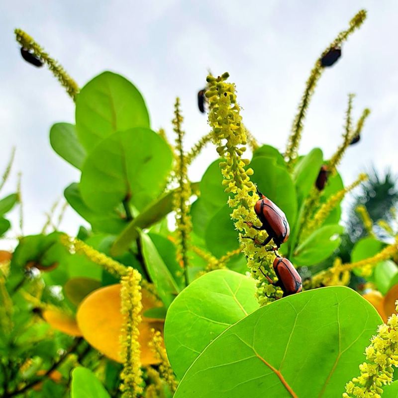 シーグレープ 苗 販売 苗木部 By 花ひろばオンライン