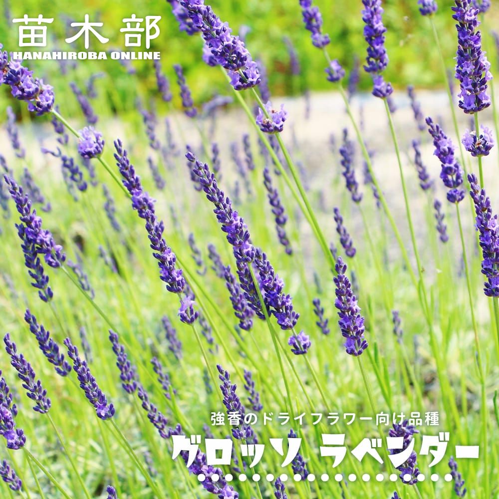 ゴシュユ ビービーツリーの通販 苗木部 By 花ひろばオンライン