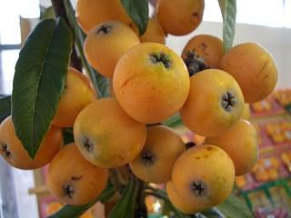 ビワ クイーン長崎 苗 おすすめ 苗木部 By 花ひろばオンライン