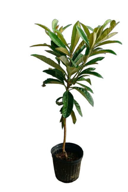 ビワ クイーン長崎 苗 おすすめ 苗木部 By 花ひろばオンライン