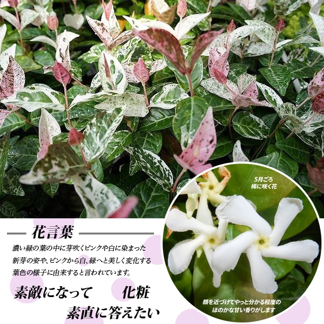 苗 通販 苗木部 By 花ひろばオンライン