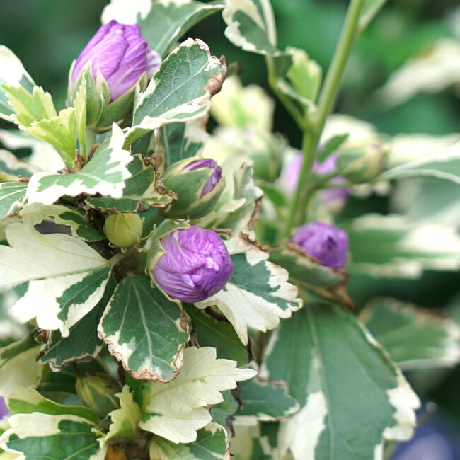 000000041056-06-l.jpg?t=