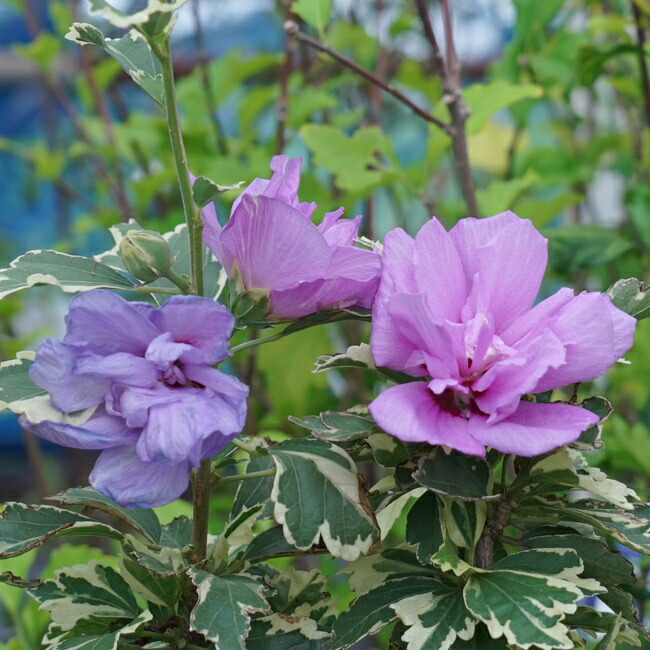 000000041056-08-l.jpg?t=