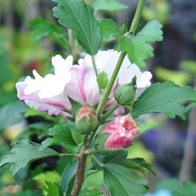 ムクゲ苗 ムクゲ フレンチキャバレー パステル 庭木 花木 商談中 - 植物/観葉植物