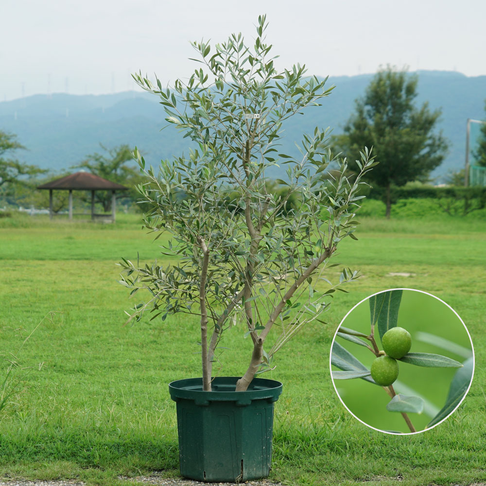 国産 オリーブ原木 現品1点物 オリーブの木 特大苗 3 シンボルツリー 大型宅配便 沖縄 離島不可 苗木部 本店 By 花ひろばオンライン