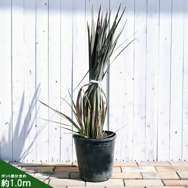 コルジリネ オーストラリス エレクトリックスターの通販 おすすめ 苗木部