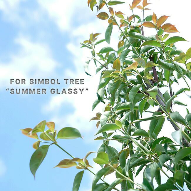 000000041298-01-l.jpg?t=