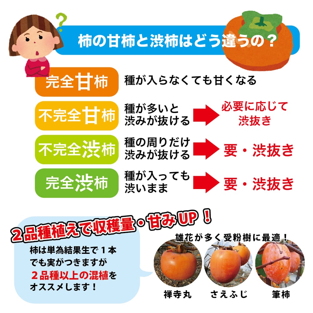 柿 完全甘柿 太豊 苗 通販 苗木部 By 花ひろばオンライン