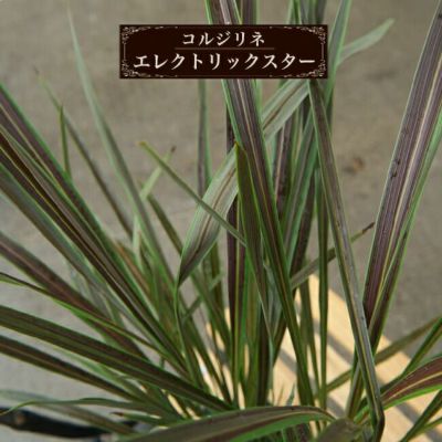 コルジリネ（ドラセナ） <br>エレクトリックスター ポット苗 <br>インテリアプランツ 観葉植物