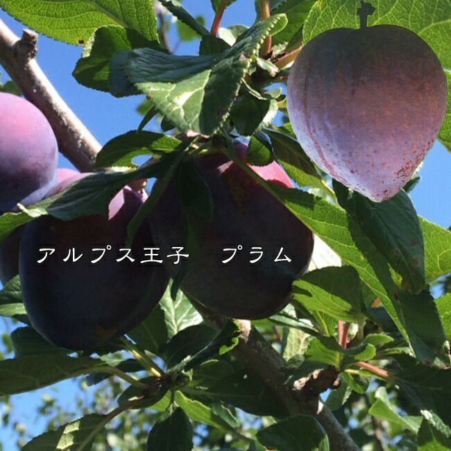プラム・スモモ アルプス王子 苗 通販 苗木部 By 花ひろばオンライン
