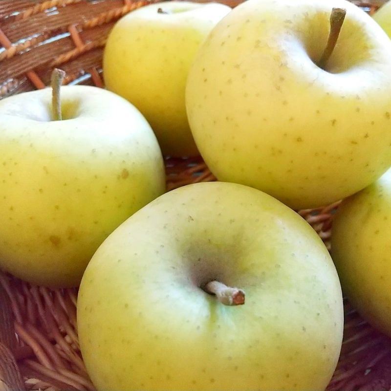 リンゴ シナノゴールド 苗 おすすめ 苗木部 By 花ひろばオンライン