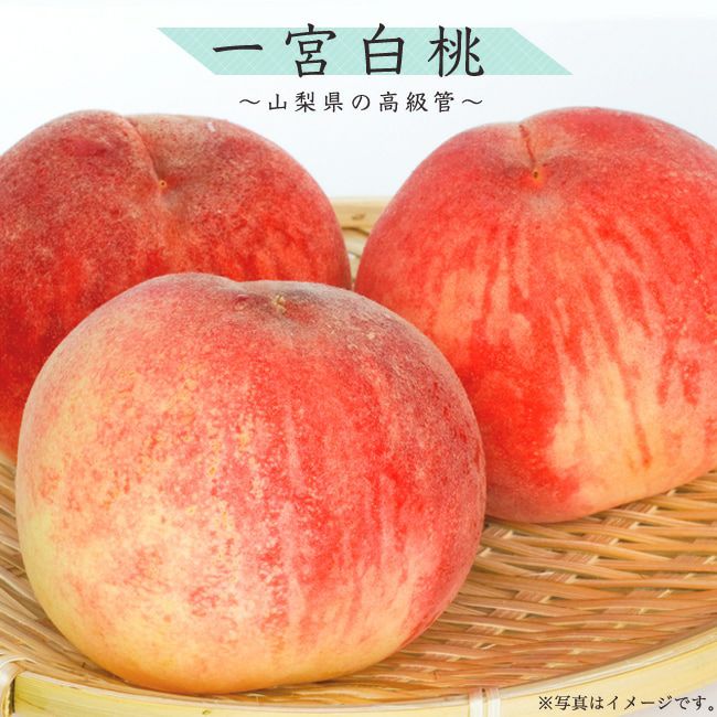 8月上旬～中旬収穫のお盆に食べられる。甘み強く、酸味少ない。 桃 苗木 【一宮白桃】 1年生接木苗 単品 or 受粉樹セット 【予約 販売】11～12月頃発送予定