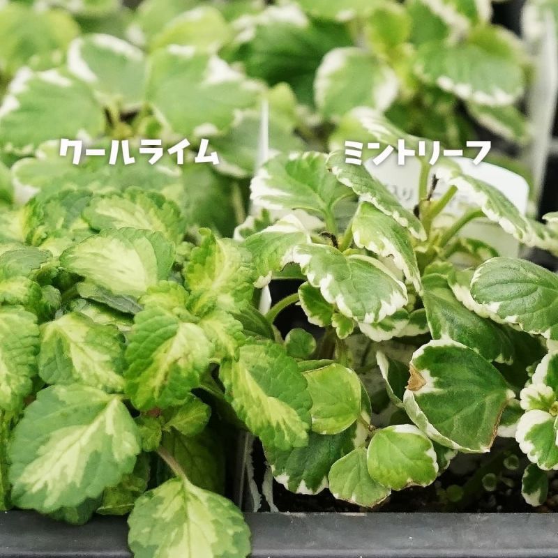 キューバンオレガノ ミントリーフ 苗 販売 苗木部 By 花ひろばオンライン