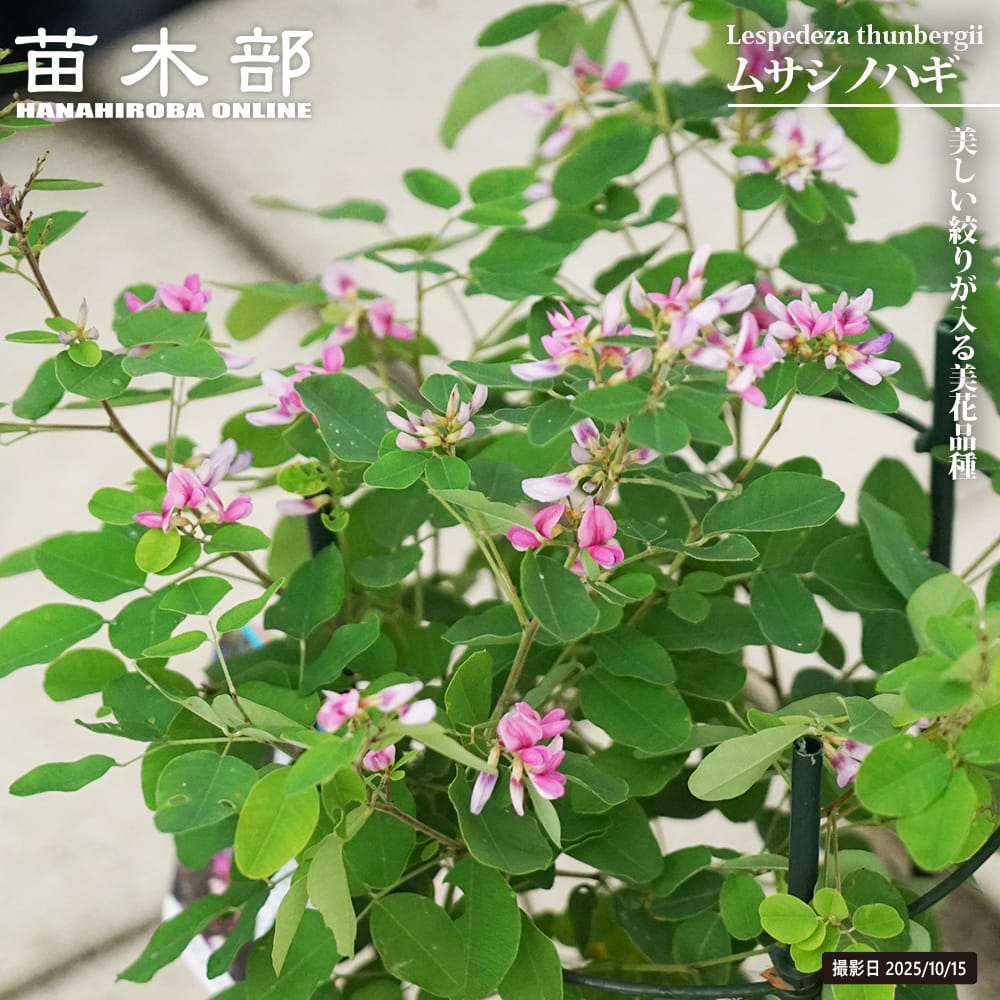 ハギ ミヤギノハギ 苗 通販 苗木部 By 花ひろばオンライン