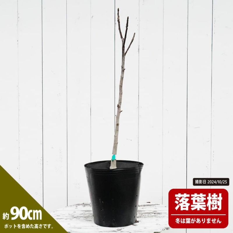 クルミ 菓子くるみ 苗 育て方 苗木部 By 花ひろばオンライン