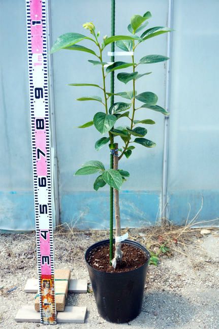 あんぽ柿に最適 大蜂屋柿 苗木 - 野菜