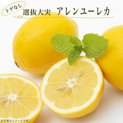 とげなしリスボンレモン レモン 苗 販売 苗木部 By 花ひろばオンライン