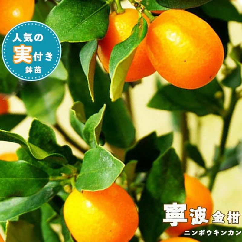 柑橘 キンカン 寧波金柑 （にんぽうきんかん） 苗 育て方 苗木部