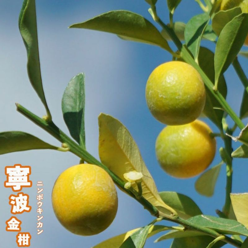 柑橘 キンカン 寧波金柑 （にんぽうきんかん） 苗 育て方 苗木部