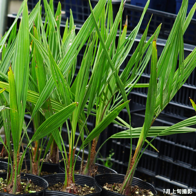 ヤシ ココスヤシ 苗 育て方 苗木部 By 花ひろばオンライン 