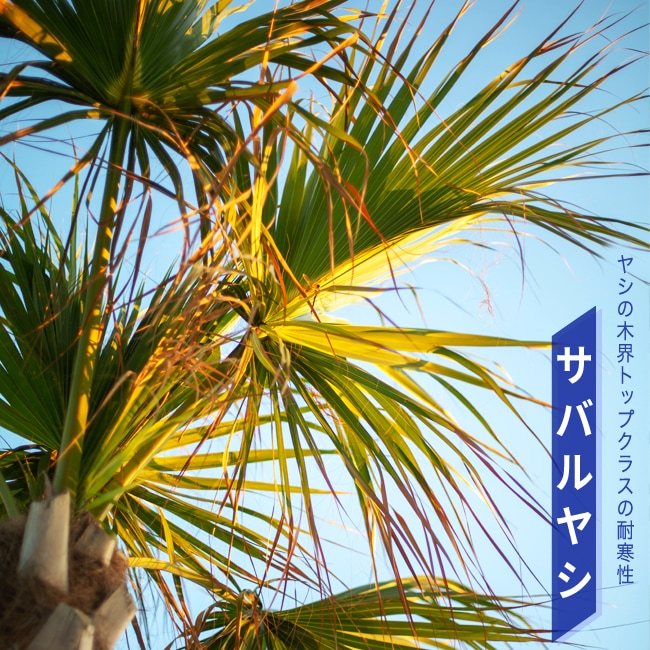 観葉植物 インテリア こだわりのインテリアプランツ 苗木部 本店 By 花ひろばオンライン
