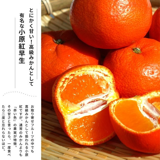 柑橘 温州みかん 小原紅早生 苗 植え方 苗木部 By 花ひろばオンライン