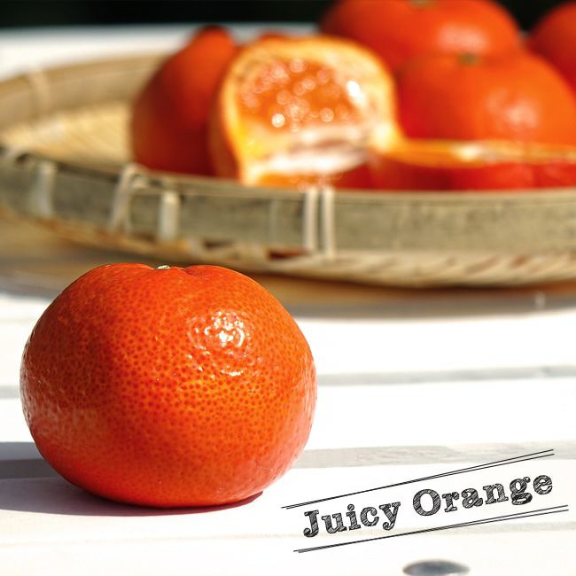 柑橘 温州みかん 小原紅早生 苗 植え方 苗木部 By 花ひろばオンライン