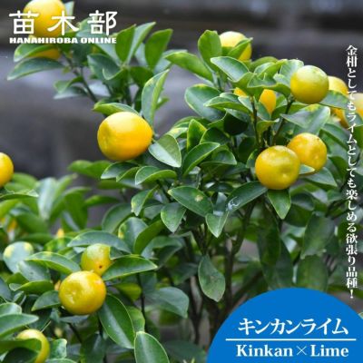 柑橘 ライム フレーバーグリーン 苗 販売 苗木部 By 花ひろばオンライン