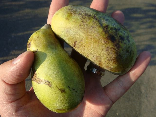 ポポーの苗 タイラー【果樹の苗木 5号ポット 接木苗／1個売り