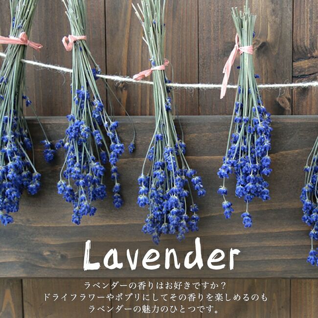 ラベンダー ラバンディン系 ミスドニングトンの通販 苗木部 By