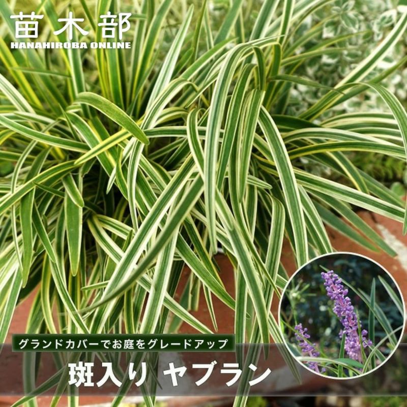 000000141897-01-l.jpg?t=